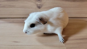 Meerschweinchen Böckchen Englisch crested Rassemeerschweinchen 
