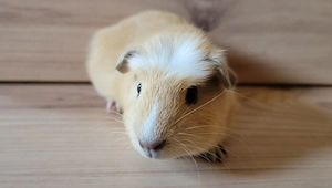 Meerschweinchen Böckchen American crested Rassemeerschweinchen 