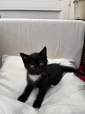 Katzenbabys Main Coon Mix