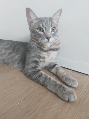 Zwei süße katzenbrüder 