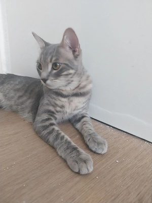 2 süße Katzen Brüder 6 Monate alt