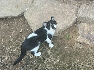 2 süße Kater (geb. 02.05.) suchen ein schönes Zuhause!