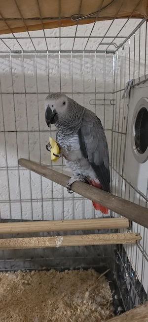 Graupapageien
