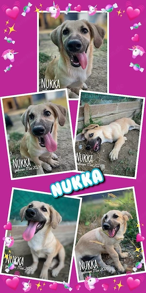 fröhliches, katzenverträgliches, offenes Welpenmädchen "Nukka" sucht ein Zuhause