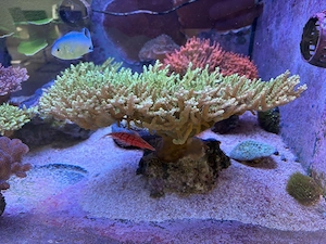 Acropora Meerwasser 38cm breit SPS 