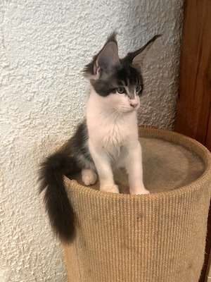 Maine Coon mit Stammbaum.