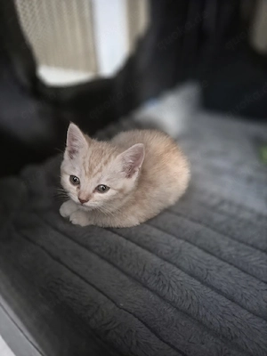 BKH Kleine Maus