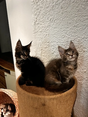 Maine Coon kitten mit Stammbaun. Bild 2