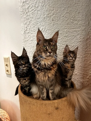 Maine Coon kitten mit Stammbaun. Bild 9
