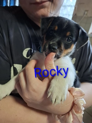 Jack Russell  Foxterrier