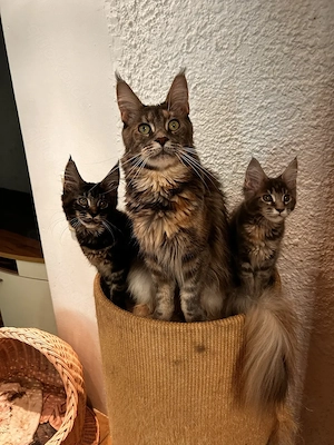 Maine Coon kitten mit Stammbaun. Bild 6