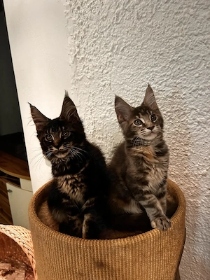 Maine Coon kitten mit Stammbaun. Bild 5