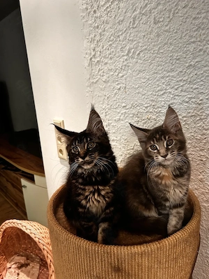 Maine Coon kitten mit Stammbaun. Bild 3