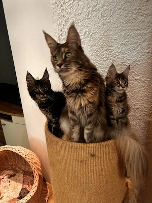 Maine Coon kitten mit Stammbaun. Bild 7