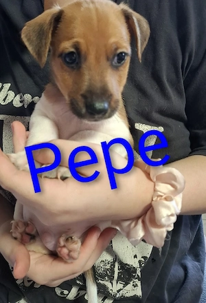 Jack Russell  Foxterrier