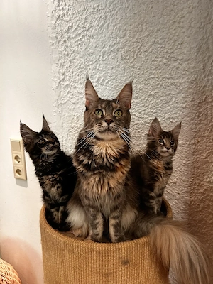 Maine Coon kitten mit Stammbaun. Bild 8