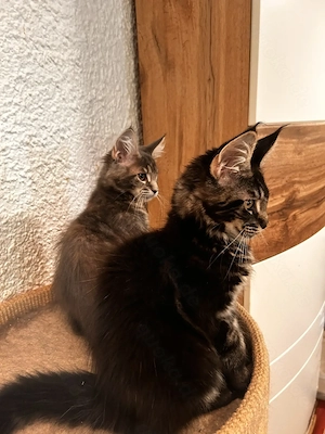 Maine Coon kitten mit Stammbaun.