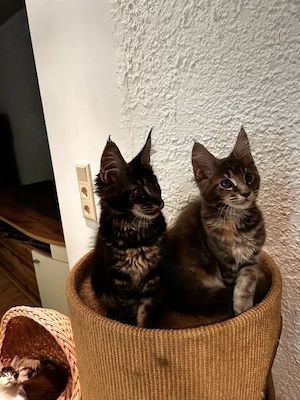 Maine Coon kitten mit Stammbaun. Bild 4
