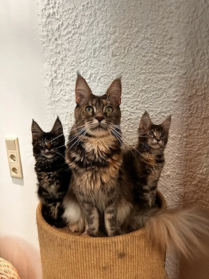 Maine Coon kitten mit Stammbaun. Bild 10