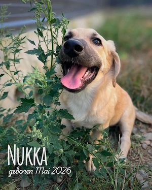 fröhliches, katzenverträgliches, offenes Welpenmädchen "Nukka" sucht ein Zuhause