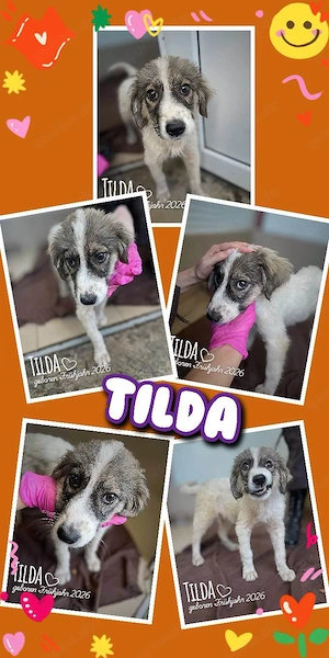 wunderschönes, fröhliches, liebes Welpenmädchen "Tilda" sucht ein liebevolles Zuhause