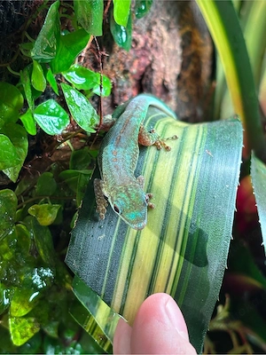 Phelsuma Robertmertensi Männchen