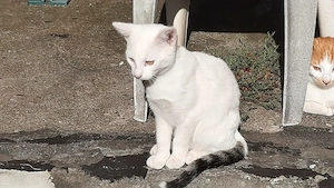 Katzenbabys suchen liebevolles Zuhause 