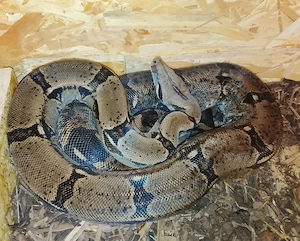 0,1 Boa constrictor longicauda adult 