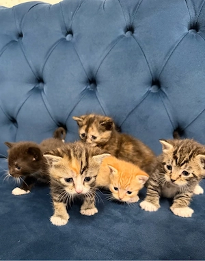 bkh mix kitten