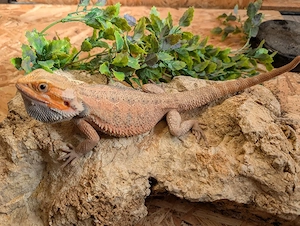 1.0 Hypo trans orange het zero ENZ 9.25 