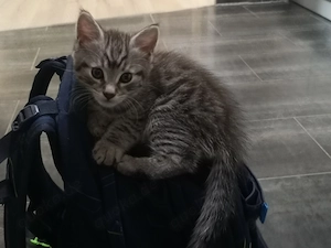 Main Coon BKH Kater sucht liebevolles Zuhause 