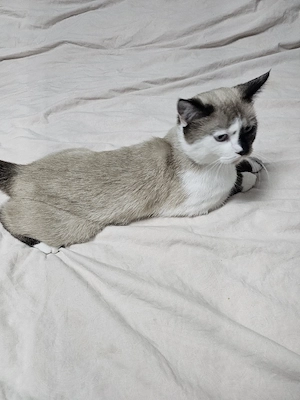    Kater Leo sucht ein liebevolles Zuhause   