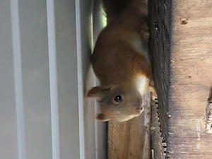 Eichhörnchen europäische 