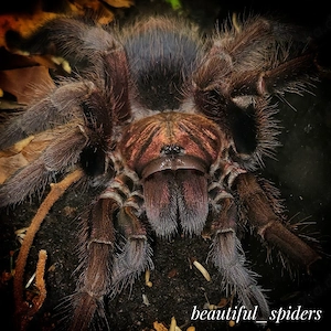 0.1 Phormictopus cancerides Vogelspinne 