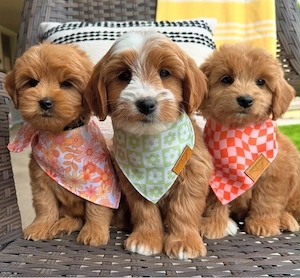 Goldendoodle Welpen