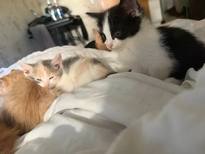 babykatzen 