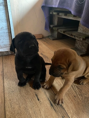 Rhodesian Ridgeback Magyar Vizsla Welpen noch ein Rüde