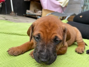 Rhodesian Ridgeback Major Vizsla Welpen 