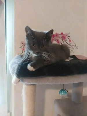 Süßes Bkh EkhMix Katzenbaby