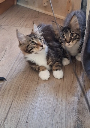 Maine coon Jungs