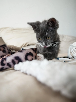 Zwei zauberhafte weibliche BKH Kitten suchen ein liebevolles Zuhause 