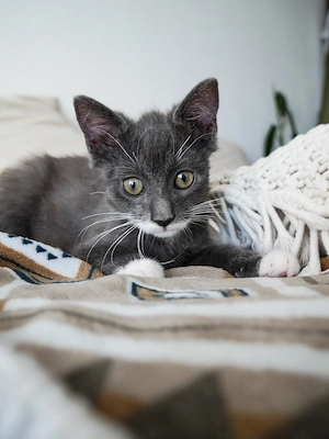 Zwei süße BKH Katzenmädchen suchen ihr Für-immer-Zuhause