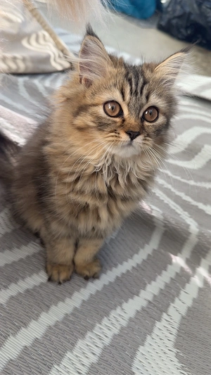 Noch 2 wunderschöne Persermix Kitten in liebevolle Hände abzugeben