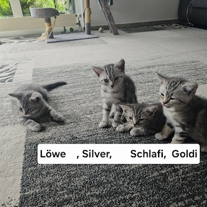 BKH Kitten 2 Jungs+2 Mädchen