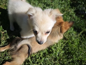 Pomchi Chihuahua Zwergspitz Welpen  Bild 6