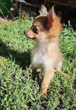 Pomchi Chihuahua Zwergspitz Welpen  Bild 5