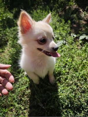 Pomchi Chihuahua Zwergspitz Welpen 