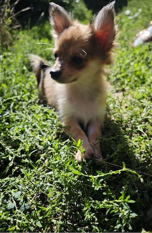 Pomchi Chihuahua Zwergspitz Welpen  Bild 3