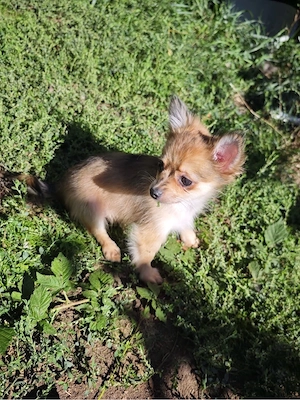 Pomchi Chihuahua Zwergspitz Welpen  Bild 4