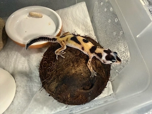 Leopardgecko 1 Jahr Weibchen